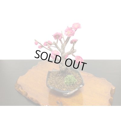 画像6: 花梅　鹿児島紅梅　小品盆栽