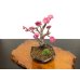 画像6: 花梅　鹿児島紅梅　小品盆栽