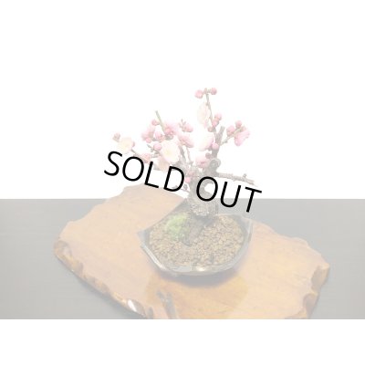 画像8: 花梅　八重西王　小品盆栽