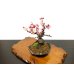 画像8: 花梅　八重西王　小品盆栽