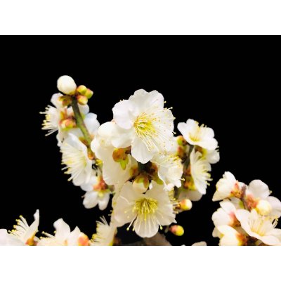 画像3: 花梅 紅白梅 大盃/冬至 貴風盆栽素材