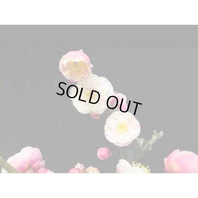 画像3: 花梅　八重西王　小品盆栽