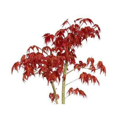 画像5: 出猩々もみじ　貴風盆栽素材