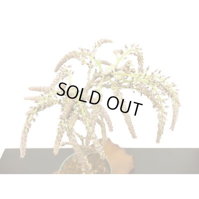 画像6: 野田藤（ノダフジ）　中品盆栽