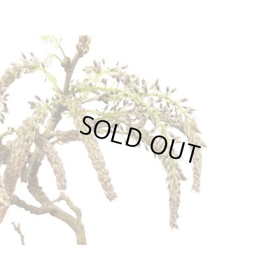 画像4: 野田藤（ノダフジ）　中品盆栽