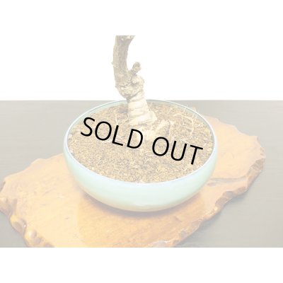 画像8: 野田藤（ノダフジ）　中品盆栽