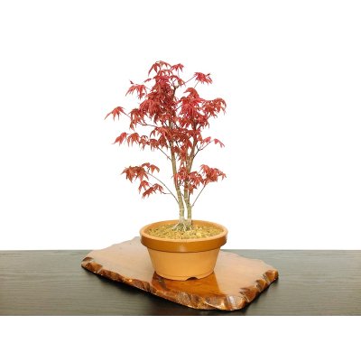 画像4: 出猩々もみじ 貴風盆栽素材