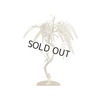 画像5: 野田藤（ノダフジ）　中品盆栽