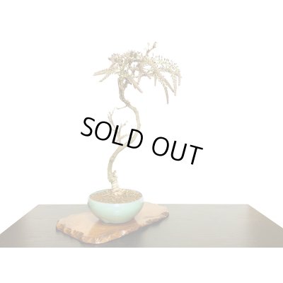 画像7: 野田藤（ノダフジ）　中品盆栽