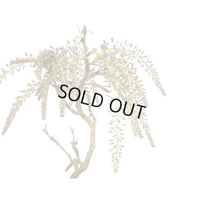 画像3: 野田藤（ノダフジ）　中品盆栽