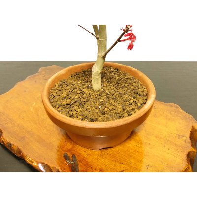 画像8: 出猩々もみじ　貴風盆栽素材