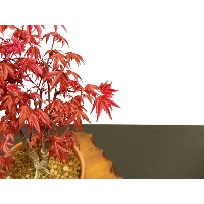 画像5: 出猩々もみじ 貴風盆栽素材