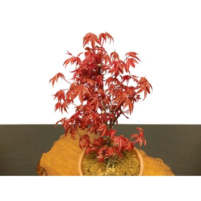 画像6: 出猩々もみじ 貴風盆栽素材