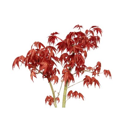 画像3: 出猩々もみじ　貴風盆栽素材