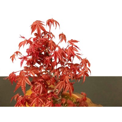 画像7: 出猩々もみじ 貴風盆栽素材