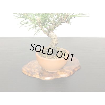 画像6: 黒松　小品ミニ盆栽素材