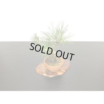 画像5: 黒松　小品ミニ盆栽素材