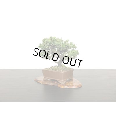 画像4: 蝦夷松 小品ミニ盆栽素材