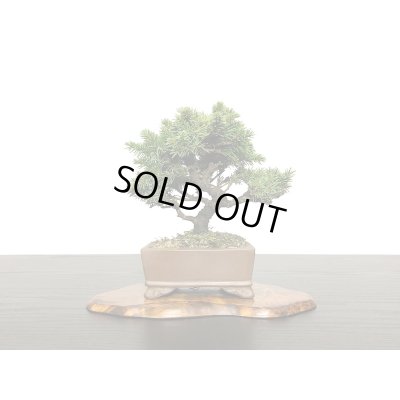 画像3: 蝦夷松 小品ミニ盆栽素材