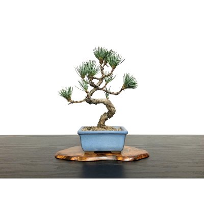 画像3: 銀八房五葉松　小品盆栽素材