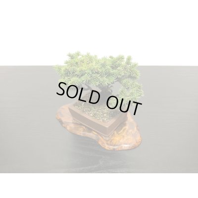 画像5: 蝦夷松 小品ミニ盆栽素材