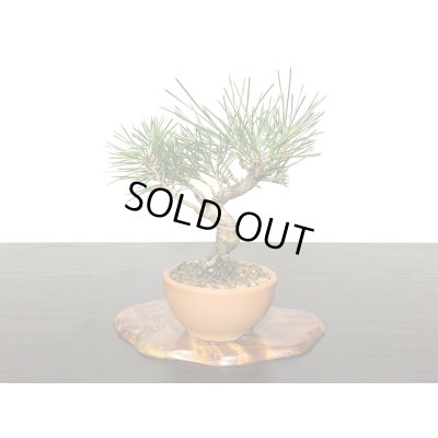 画像3: 黒松　小品ミニ盆栽素材