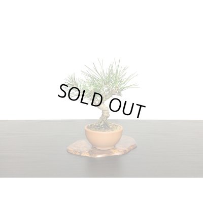 画像4: 黒松　小品ミニ盆栽素材