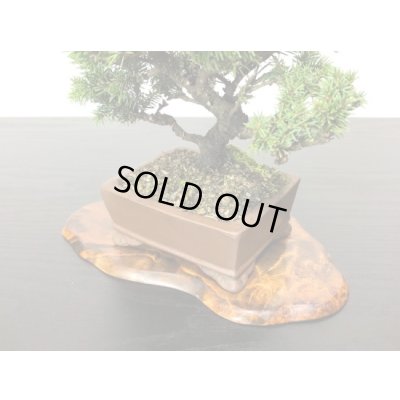 画像6: 蝦夷松 小品ミニ盆栽素材