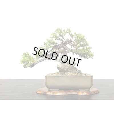 画像3: 糸魚川真柏　小品盆栽