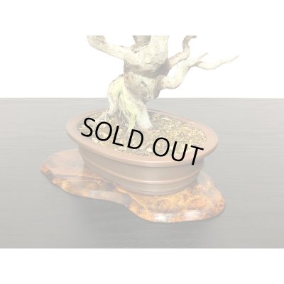 画像8: 糸魚川真柏　小品盆栽