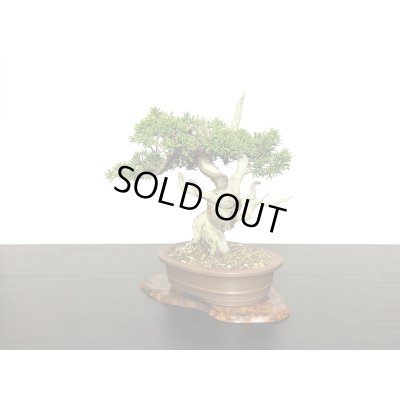画像4: 糸魚川真柏　小品盆栽