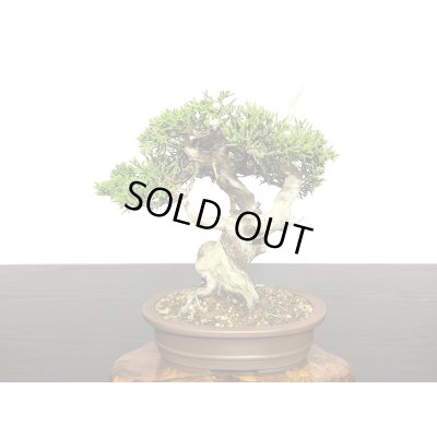 画像5: 糸魚川真柏　小品盆栽