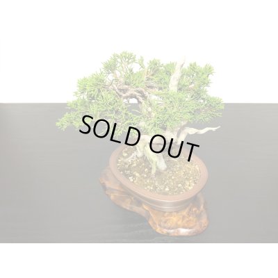 画像7: 糸魚川真柏　小品盆栽