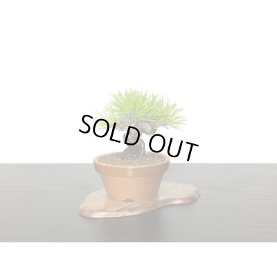 画像3: 赤松　小品ミニ盆栽素材