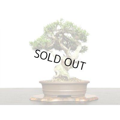 画像3: 糸魚川真柏　小品盆栽