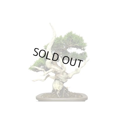 画像5: 糸魚川真柏　小品盆栽