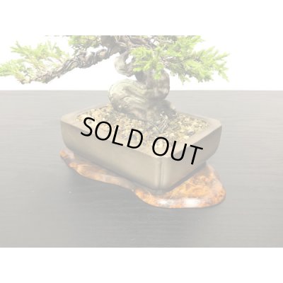 画像6: 糸魚川真柏　小品盆栽