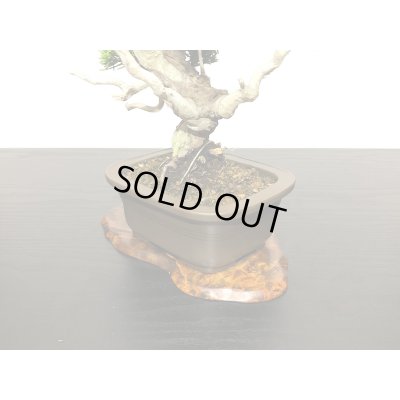 画像7: 糸魚川真柏　小品盆栽