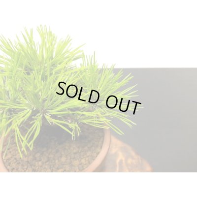 画像6: 赤松　小品ミニ盆栽素材