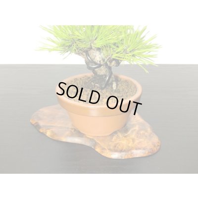 画像7: 赤松　小品ミニ盆栽素材