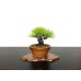画像5: 赤松　小品ミニ盆栽素材