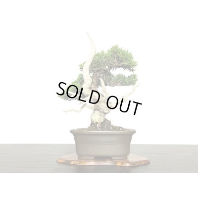 画像3: 糸魚川真柏　小品盆栽