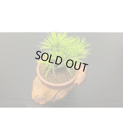 画像4: 赤松　小品ミニ盆栽素材