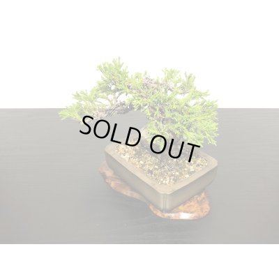画像5: 糸魚川真柏　小品盆栽