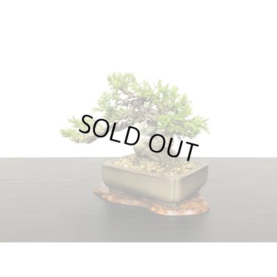 画像4: 糸魚川真柏　小品盆栽
