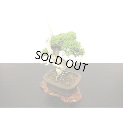 画像6: 糸魚川真柏　小品盆栽