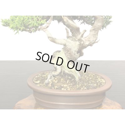 画像6: 糸魚川真柏　小品盆栽