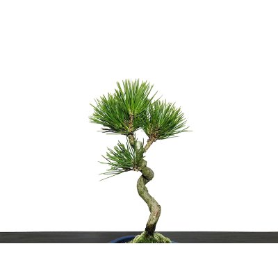 画像4: 黒松 小品盆栽素材