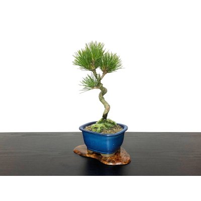 画像3: 黒松 小品盆栽素材