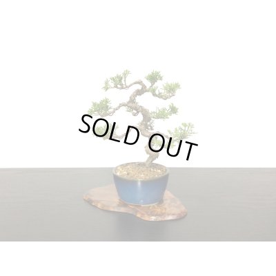 画像4: 糸魚川真柏 小品盆栽